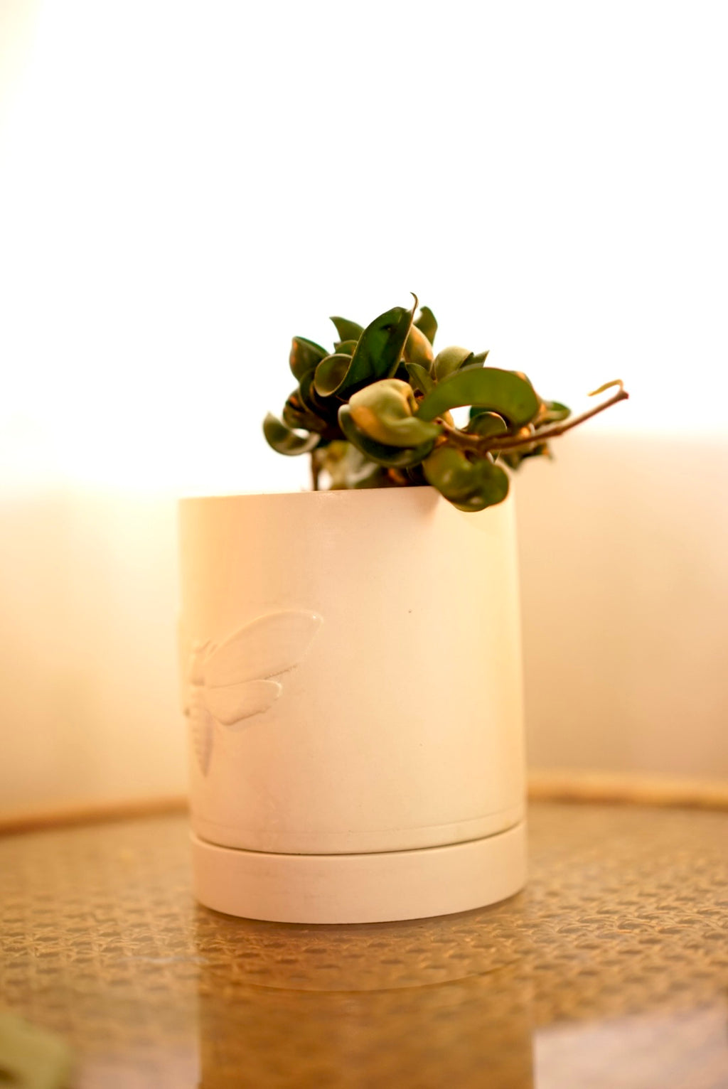 Moth Planter