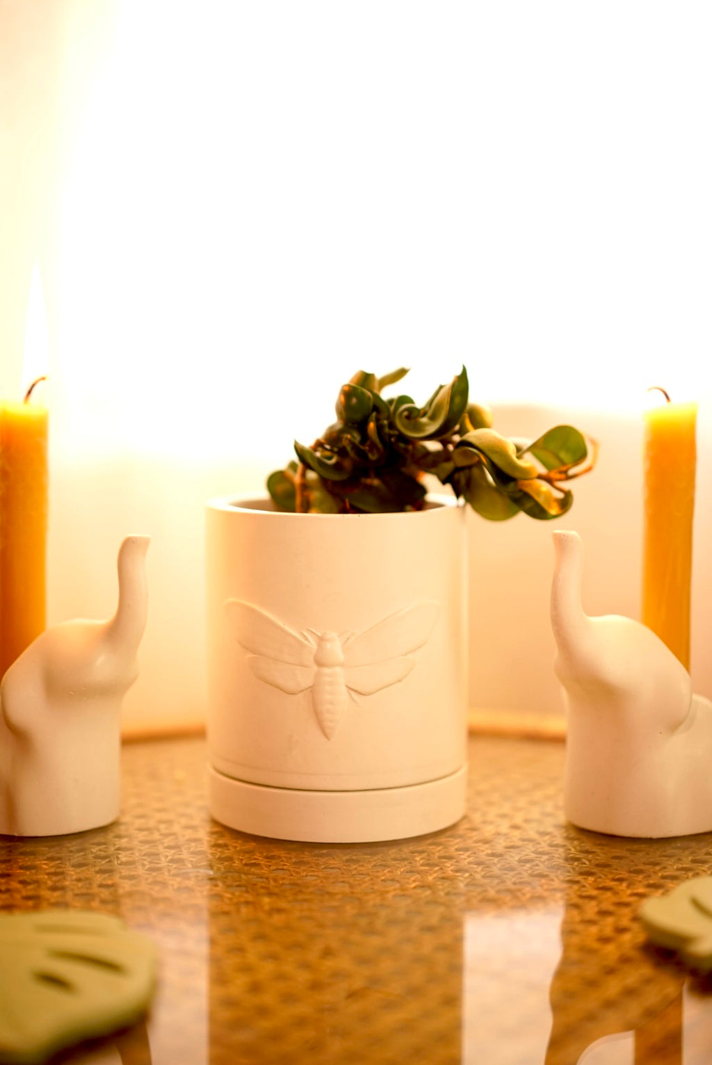 Moth Planter