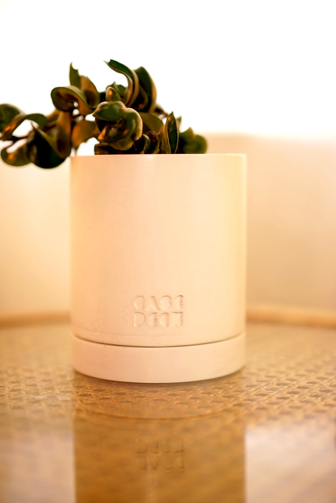 Moth Planter