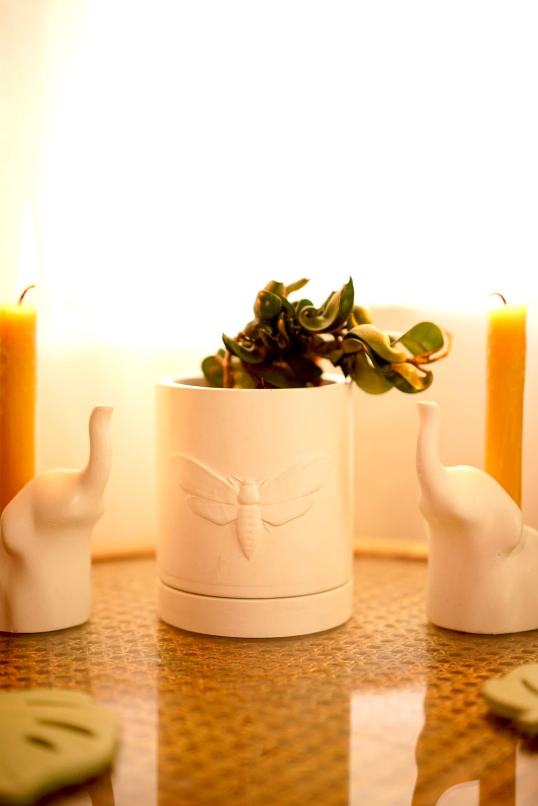 Moth Planter - Case Peck