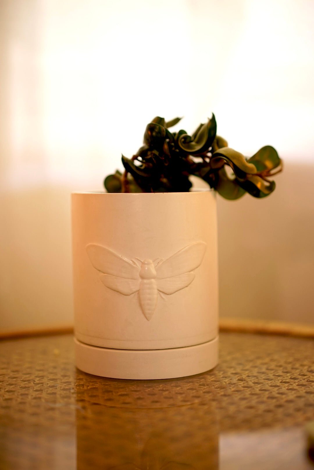 Moth Planter - Case Peck