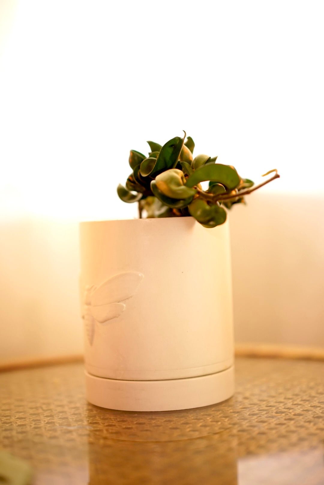 Moth Planter - Case Peck